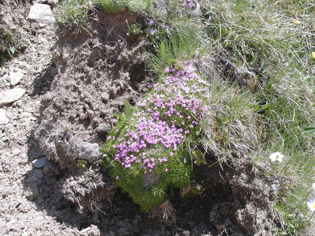فندق باسو ستيلفيوفي  Rifugio Garibaldi المظهر الخارجي الصورة